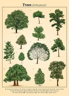 Realistic Trees Poster Composition