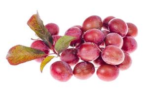 Prunus cerasifera fruit on white background. Photo