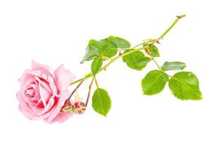 Single tender pink rose isolated on white background. photo