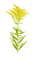 Plant flowering yellow Solidago, weed. Studio Photo