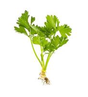 Celery bush with green leaves on white background. photo