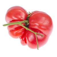 Fruto de rosa delicioso tomate de ternera madura sobre fondo blanco. foto