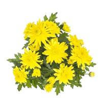 Bouquet of fresh yellow chrysanthemums in pot on white background photo