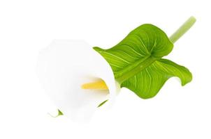 White delicate Calla flower isolated on white background