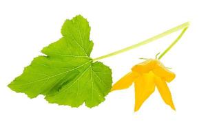 Green leaf and yellow flower of pumpkin, zucchini, squash on white background photo