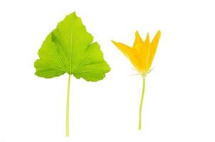 Green leaf and yellow flower of pumpkin, zucchini, squash on white background photo