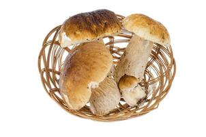 Boletus de hongos porcini comestibles del bosque aislado en blanco foto