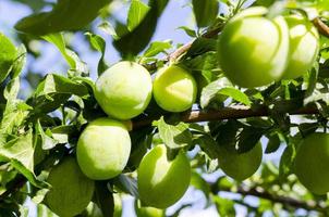 Green unripe plum fruits on tree branches. photo