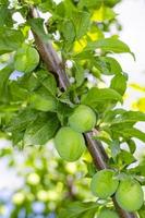 Green unripe plum fruits on tree branches.