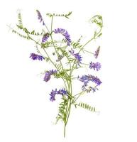 Wild meadow flowers with lilac inflorescences on white background. photo