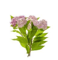 rama de spiraea japonica con inflorescencia rosada. Foto