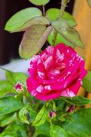 Hermoso jardín de flores de rosas al aire libre. foto de estudio.