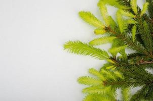 Green spruce branch with young shoots on light background, Christmas or New Year card. photo