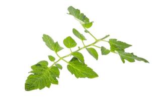 Single green leaf of tomato isolated on white background. photo