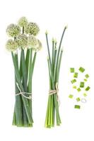 Fresh cut green onion arrows isolated on white photo