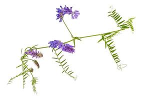 Wild meadow flowers with lilac inflorescences on white background. photo