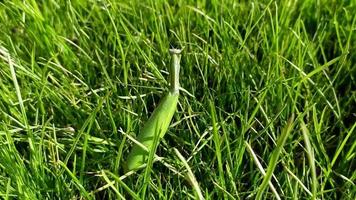 Mantis. The insect is crawling on the lawn grass. video