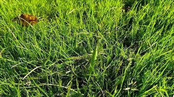 close-up do louva-a-deus. o inseto está rastejando na grama do gramado. video