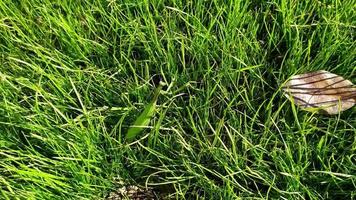 insect bidsprinkhaan kruipt op het gazon gras. video