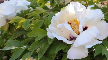 Head of a pale pink tree peony flower in the park. Natural background. Paeonia suffruticosa. Website template. Very beautiful blooming peony flower on a bush. photo