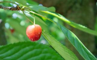 Ripe red and sweet cherry berries hanging from a tree branch before harvest in early summer. A tree with delicious and juicy dark red bird cherry fruits hanging from a tree branch. photo