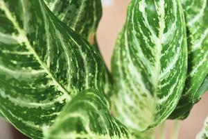 Dieffenbachia flower fresh green and white leaf plant in the home garden ornamental plants in pot, spotted leaves Aglaonema Repotting plant concept photo