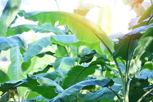 Fondo de hoja de plátano en banano con luz solar en el jardín, finca agrícola de plantación de banano foto