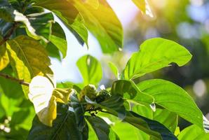 Noni fruit herbal medicines, fresh noni on tree Other names Great morinda, Beach mulberry photo