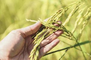 Paddy rice field, Close up rice pant tree at farm agriculture, farmer hand tenderly touching rice photo