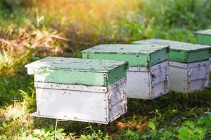 colmenar de abejas colmena de abejas para la recolección de miel, colmena de apicultor con abejas volando a las tablas de aterrizaje. apicultura foto