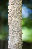 Termite nest, termite wood tree pole on nature photo