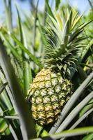 Pineapple fruit on tree, pineapple plantation tropical fruit growing in a farm agriculture photo