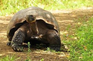 Galapagos Tortoise Galapagos Islands, Ecuador photo