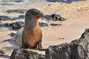 sea lion on the beach photo