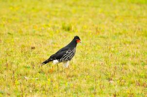 Curiquingue, highlands, Ecuador photo