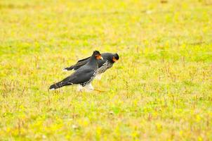 Curiquingue, highlands, Ecuador photo