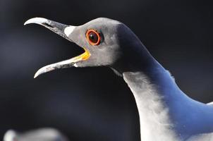 bird on the galapagos island of San Cristobal photo