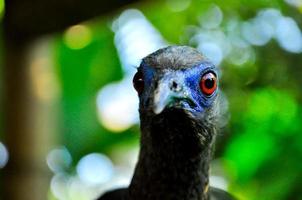 pájaro desconocido, ecuador foto