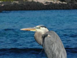 Blue Heron, Ecuador photo