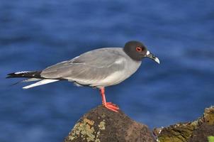 bird on the galapagos island of San Cristobal photo