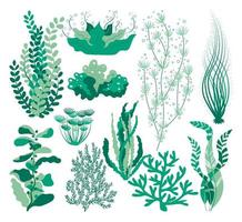 Seaweed set. Sea plants, ocean algae and aquarium kelp. Underwater seaweeds vector isolated set