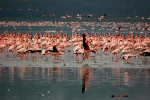 Flamingos at Lake Nakuru photo