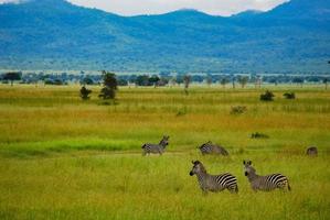 Zebras on the plains of Africa photo