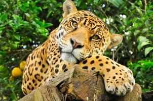 jaguar adulto, ecuador foto