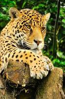 jaguar adulto, ecuador