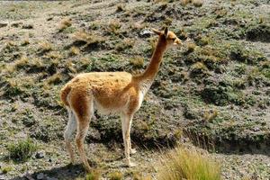 La vida silvestre en la reserva de vida silvestre del chimborazo en Ecuador foto