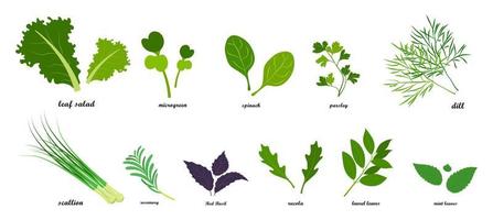 Set of fresh green leafy vegetables, infographics vector