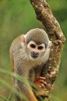 Cute  Squirrel Monkey in a tree photo