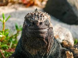 iguana marina, ecuador