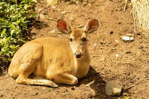 White Tailed Deer photo